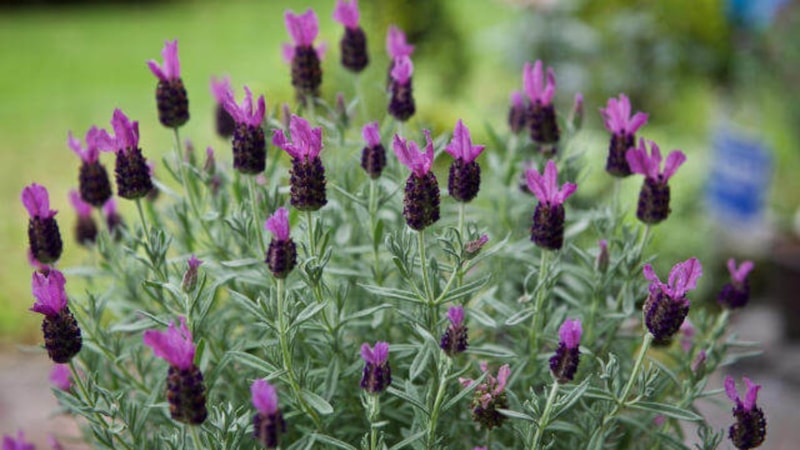 Doğadan gelen şifa kaynağı: Karabaş otunun faydaları bakın neymiş...