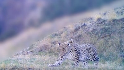 İbrahim Yumaklı paylaştı! Anadolu Parsı bizi yeniden selamladı