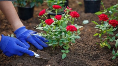 Mayıs ayında bunları yapın, bahçedeki güllerin ömrünü uzatın...