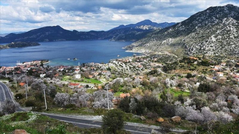 DMM, 'Marmaris'te mesire alanı için yüzlerce çam kesildiği' iddiasını yalanladı