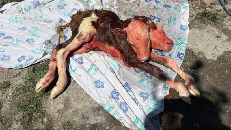 Bartın'da çift başlı buzağı ölü doğdu