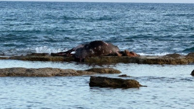 Antalya'da denizin ortasında inek leşi görenler gözlerine inanamadı