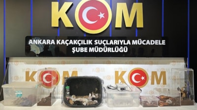 Ankara merkezli 5 ilde satışı yasaklı egzotik hayvan operasyonu