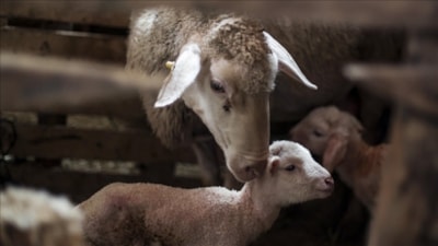 Türkiye hayvancılıkta Avrupa'da ilk sırada