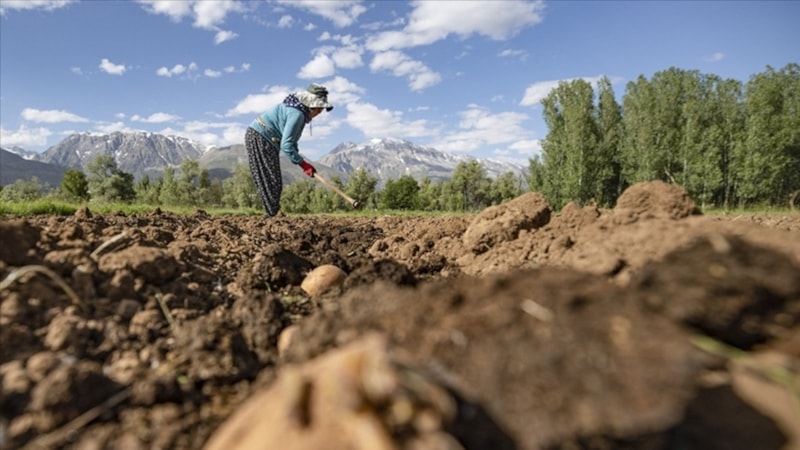 Çiftçilere 3,3 milyar lira destek bugün hesaplara aktarılıyor