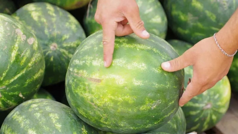 Adanalı üreticiden bal gibi karpuz seçme tüyosu: Eğer sesi böyleyse…