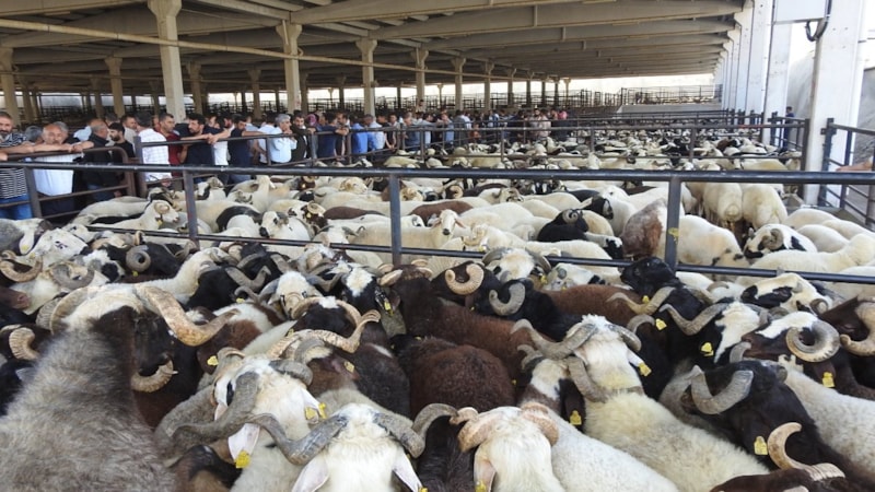 Gaziantep’te kurban pazarı hareketlendi