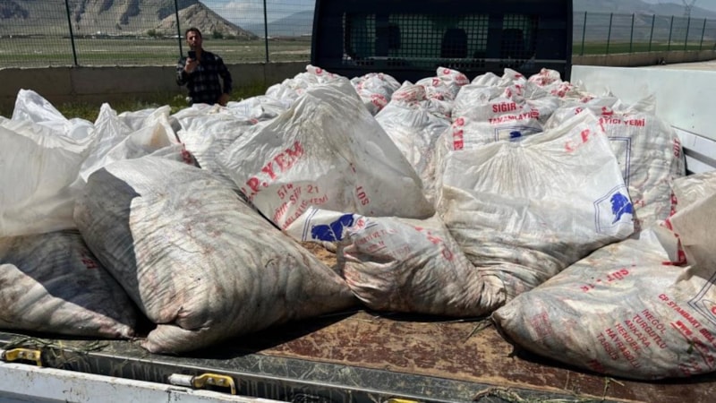 Ağrı'da 2 ton kaçak inci kefali ele geçirildi