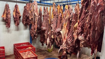 Adana'da 3 ton bozulmuş at eti ele geçirildi