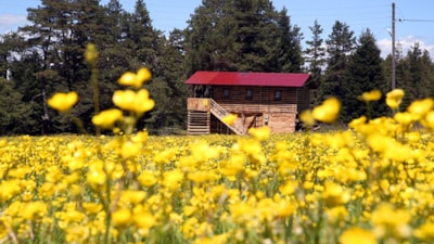 Kastamonu yaylaları bahar güzelliğine büründü