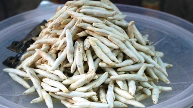 Değeri yarım altınla yarışıyor! Faydaları saymakla bitmiyor, çiğneyen vazgeçemiyor