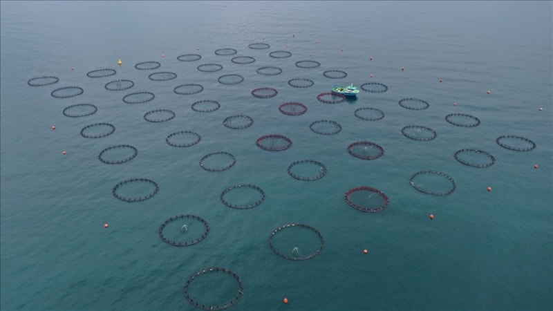 Yılın ilk 4 ayında Doğu Karadeniz'den 21 ülkeye su ürünü ihracatı