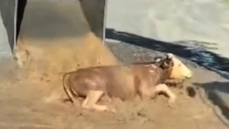 Iğdır'da iki yıl önce ölmekten kurtarılan inek doğurdu