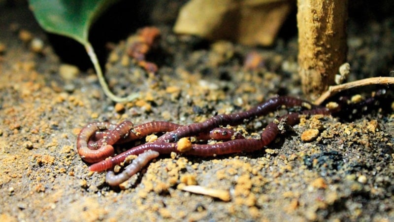 Solucanların yağmurdan sonra ortaya çıkmasının sebebi bakın neymiş