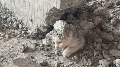 Şanlıurfa'da yavru kedinin üzerine beton döküldü