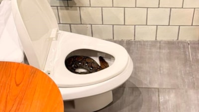 Tayland'da evin tuvaletinden dev yılan çıktı