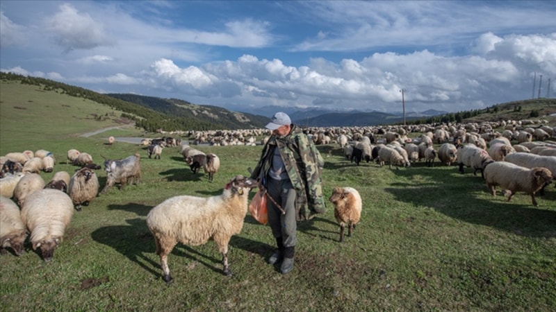 Küçükbaş hayvan üreticilerine 3,9 milyar liralık destek