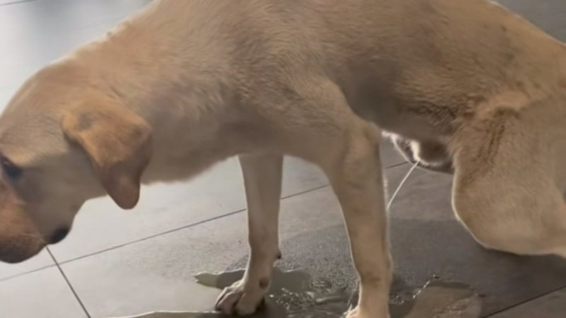 Hastane ortasına tuvaletini yapan başıboş köpek