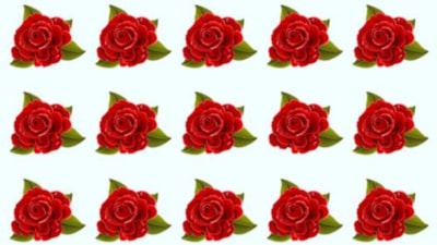 İlginç beyin egzersizi: Farklı olan gül hangisi