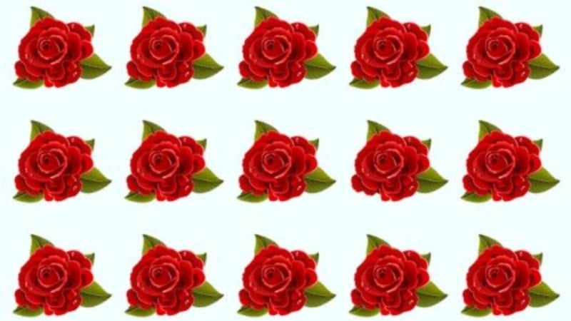 İlginç beyin egzersizi: Farklı olan gül hangisi