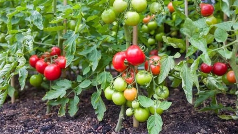 Bahçıvanların gizli sırrı: Domateslerin yanına ekin verimi katlayın