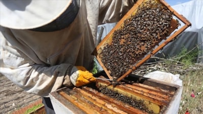 Manisa'da maden sahasında bal üretimi başlıyor