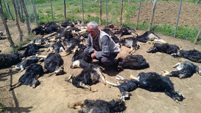 Bingöl'de ağıla giren kurtlar, 49 küçükbaş hayvanı telef etti