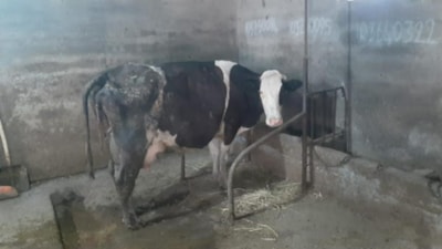 Balıkesir'de inek 5 buzağı doğurdu