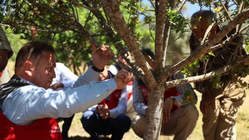 İlk hasat geldi: Gram gram çiğneniyor, şifası bitmiyor...