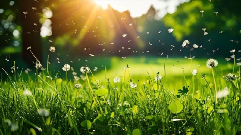 Küresel sıcaklıklar etkiledi: Polen mevsimi uzadı