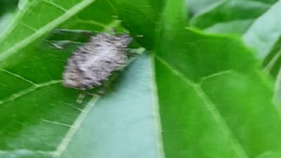 Bursa'da kokarca böceği istilası: Ürünlerde kalite düştü