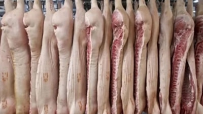 En fazla domuz eti satışı o ilde: Tahminler ters köşe oldu