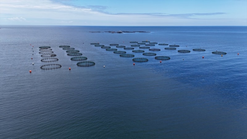 Ordu'da üretilen Türk somonundan yaklaşık 1 milyar lira katkı bekleniyor