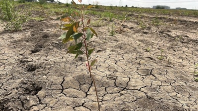 Mersin'de 41 hektarlık ormanı tarım alanına dönüştürmeye çalıştılar