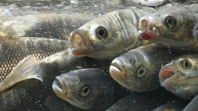 Van Gölü'nde akarsulara göç eden inci kefalinin yolculuğu