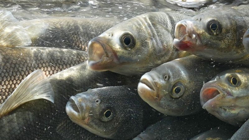 Van Gölü'nde akarsulara göç eden inci kefalinin yolculuğu