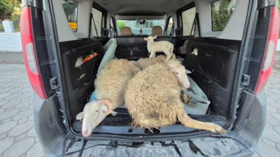 Sakarya'da kurbanlıkların parasını ödemeden kaçan çift tutuklandı