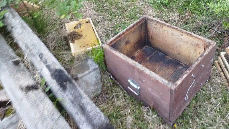 Kastamonu’da ayı 6 arı kovanını parçaladı