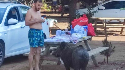 Aydın Kuşadası’nda yaban domuzlarını beslemek yasaklandı