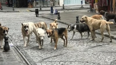 Ankara Valiliği başıboş köpek sayısını açıkladı