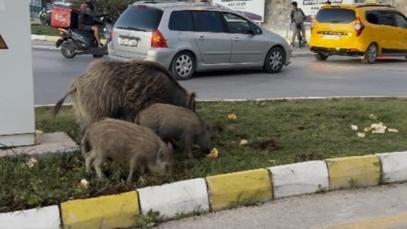 Kuşadası'nda yaban domuzu besleyen 3 kişiye para cezası