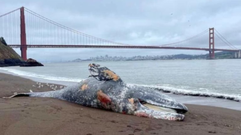 Kaliforniya'da bir haftada 6 gri balina ölü bulundu