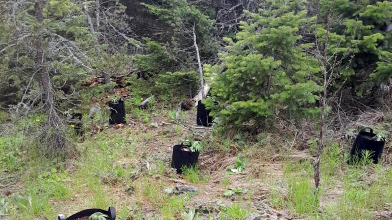 Bolu'da kenevir sulamaya giderken yakalandı