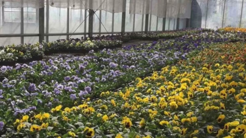 Zeka testi: Gizli kelebeği 5 saniyede gören dahi çıkıyor