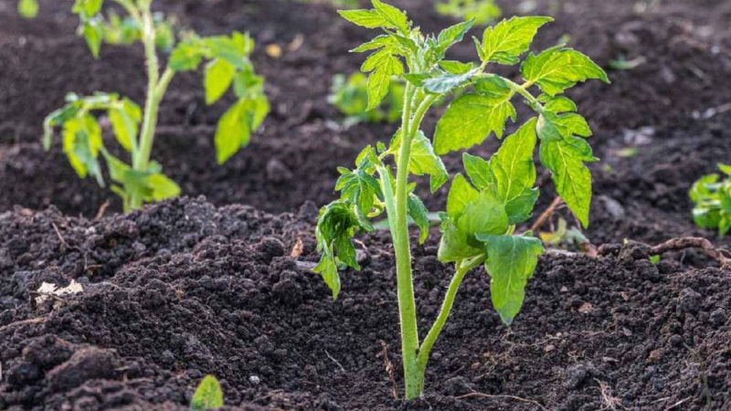 Haziran ayında ne ekilir? İşte, Haziran ayında ekilebilecek sebze ve meyveler