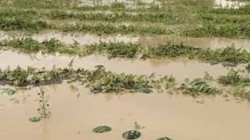 Adana ilçelerinde tarım arazileri sular altında kaldı