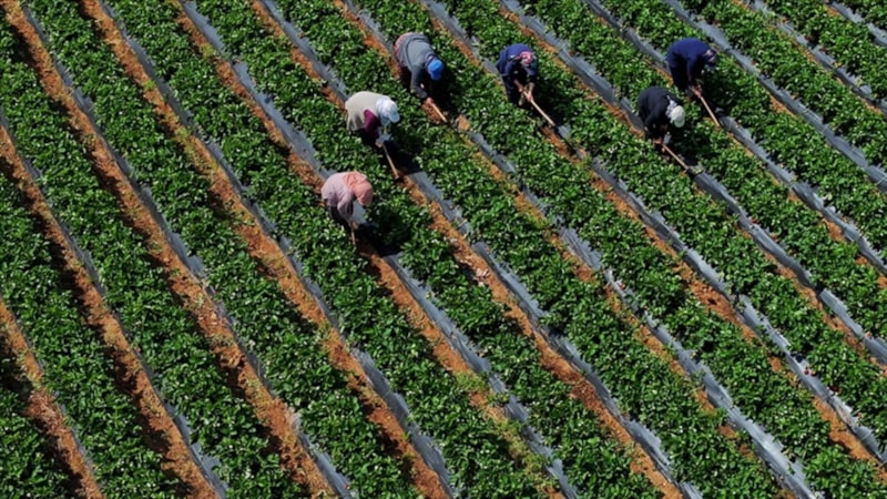 Çiftçilere 251,3 milyon lira destek ödemesi bugün yapılacak