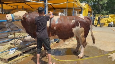 İstanbul'da kurban pazarının şampiyonu dana, 420 bin liraya satıldı