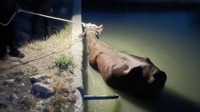 Adıyaman’da havuza düşen inek kurtarıldı