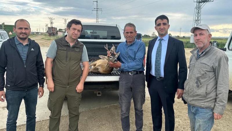 Edirne'de su kanalına düşen karaca çeltik işçileri tarafından kurtarıldı